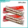 Jeu de dents en résine Composite dentaire, 28 pièces, remplacement complet de la bouche, prothèse dentaire en résine acrylique 22/23 ombres A2/A3, modèle d&rsquo;enseignement de la dentisterie