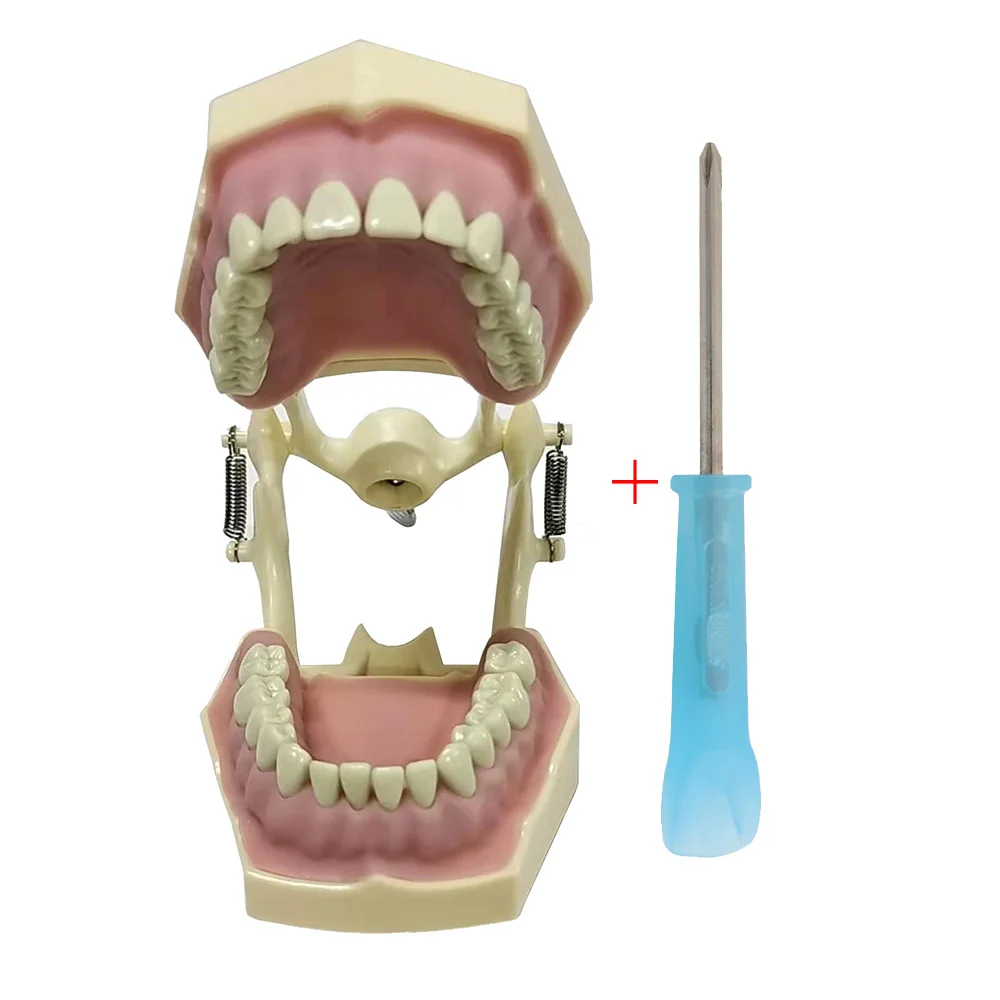frasprogressif az 3 32pcs ensemble de dents pour modèle dentaire modèle dentaire fuchsia dent modèle standard dents démonstration frasprogressif az 3 32pcs ensemble de dents pour modèle dentaire modèle dentaire fuchsia dent modèle standard dents démonstration